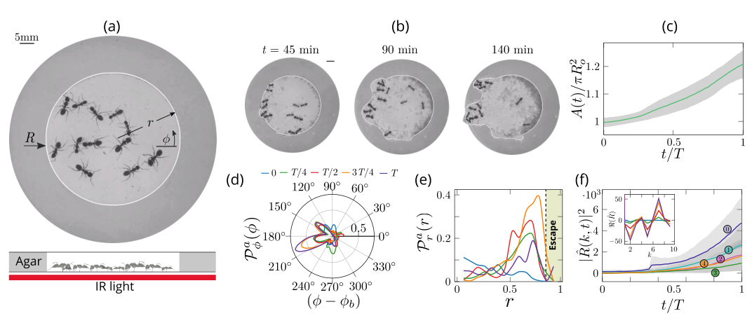 哈佛大学研发协同“越狱”的蚂蚁机器人，可应用于解决其他复杂问题(图3)